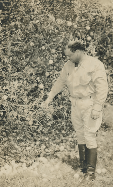 Albert Morrell inspects a freeze-damaged tree