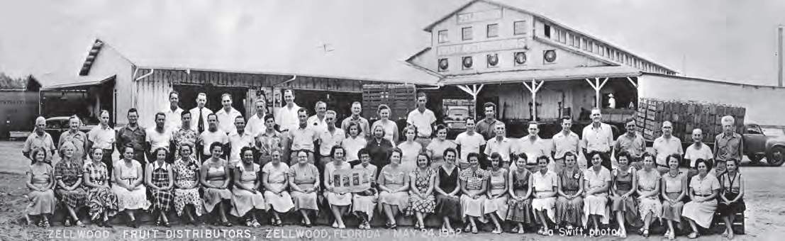 Zellwood Fruit Distributors packinghouse employees, 1952.